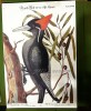 Recueil de divers oiseaux étrangers et peu communs qui se trouvent dans les ouvrages de Monsieur Catesby représentés en taille douce et exactement ...