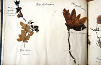 Herbier.