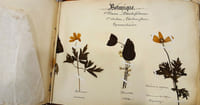 Herbier.