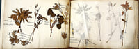 Herbier.