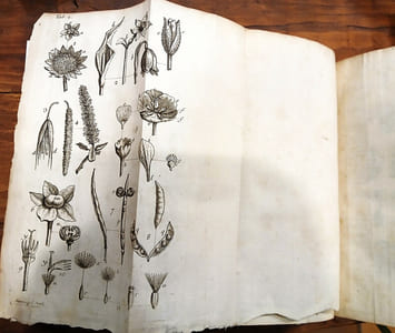 Genera Plantarum Eorumque Characteres naturales, secundum Numerum, Figuram, Situm & Proportionem omnium Fructificationis partium.