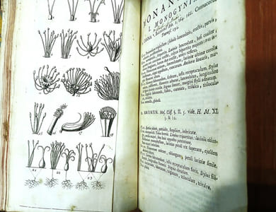 Genera Plantarum Eorumque Characteres naturales, secundum Numerum, Figuram, Situm & Proportionem omnium Fructificationis partium.