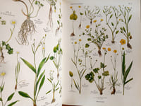 La Grande flore en couleurs (2vol), illustrée par Julie Poinsot.