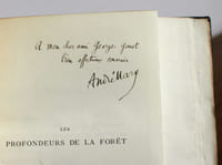 Les profondeurs de la forêt