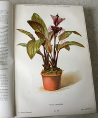 Dictionnaire pratique d'horticulture et de jardinage