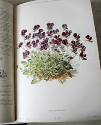 Dictionnaire pratique d'horticulture et de jardinage
