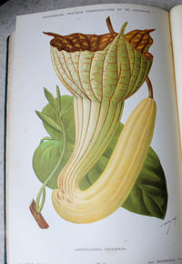 Dictionnaire pratique d'horticulture et de jardinage