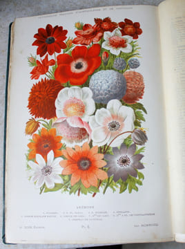 Dictionnaire pratique d'horticulture et de jardinage. G. Nicholson, S. Mottet