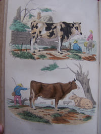 Oeuvres complètes de Buffon, revues par M.A. Richard, avec la classification comparée de Cuvier, Lesson , et des extraits de Daubenton -( complet en 20 volumes)