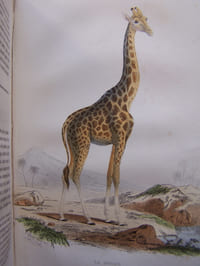 Oeuvres complètes de Buffon, revues par M.A. Richard, avec la classification comparée de Cuvier, Lesson , et des extraits de Daubenton -( complet en 20 volumes)