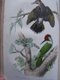 Oeuvres complètes de Buffon, revues par M.A. Richard, avec la classification comparée de Cuvier, Lesson , et des extraits de Daubenton -( complet en 20 volumes)