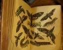 Les Papillons de France. Histoire naturelle. Moeurs, Chasse, Préparation, Collections. . [Guide du jeune naturaliste]