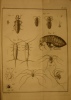 Histoire abrégée des insectes. . Geoffroy (Etienne-Louis)