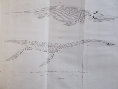 Discours sur les révolutions de la surface du globe et sur les changemens qu'elles ont produits dans le règne animal.