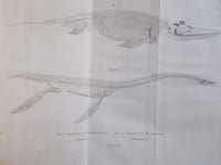 Discours sur les révolutions de la surface du globe et sur les changemens qu'elles ont produits dans le règne animal.