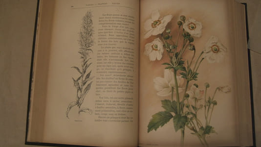 Fleurs fruits plantes. Le monde végétal. Préface par André Theuriet.