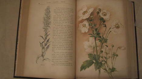 Fleurs fruits plantes. Le monde végétal. Préface par André Theuriet.. FRAIPONT (G.)