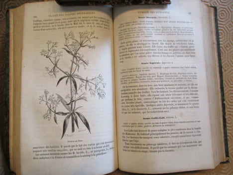Traité des plantes fourragères ou flore des prairies naturelles et artificielles de la France et de l'Europe contenant la description,les usages et ...