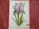 REVUE HORTICOLE. 