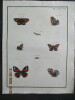 Papillons dEurope peints daprès nature.. ERNST (M.) ENGRAMELLE (R. P.)