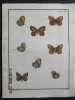  Papillons dEurope peints daprès nature.. ERNST (M.) ENGRAMELLE (R. P.)