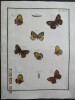 Papillons dEurope peints daprès nature.. ERNST (M.) ENGRAMELLE (R. P.)