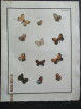 Papillons dEurope peints daprès nature.. ERNST (M.) ENGRAMELLE (R. P.)