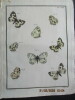 Papillons dEurope peints daprès nature.. ERNST (M.) ENGRAMELLE (R. P.) 