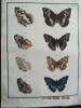 Papillons dEurope peints daprès nature.. ERNST (M.) ENGRAMELLE (R. P.)