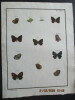  Papillons dEurope peints daprès nature.. ERNST (M.) ENGRAMELLE (R. P.)