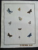 Papillons dEurope peints daprès nature. ERNST (M.) ENGRAMELLE (R. P.)