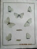 Papillons dEurope peints daprès nature.. ERNST (M.) ENGRAMELLE (R. P.)