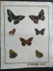 Papillons dEurope peints daprès nature.. ERNST (M.) ENGRAMELLE (R. P.)