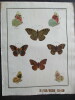 Papillons dEurope peints daprès nature.. ERNST (M.) ENGRAMELLE (R. P.)