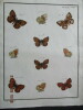 Papillons dEurope peints daprès nature.. ERNST (M.) ENGRAMELLE (R. P.)