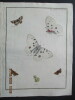 Papillons dEurope peints daprès nature.. ERNST (M.) ENGRAMELLE (R. P.)