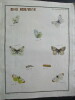 Papillons dEurope peints daprès nature.. ERNST (M.) ENGRAMELLE (R. P.)