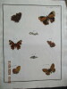 Papillons dEurope peints daprès nature.. ERNST (M.) ENGRAMELLE (R. P.)