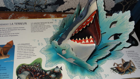 ANIMAUX DE L'EXTRÊME - Nick Denchfield & Anne Sharp - LIVRE EN 3 D - POP-UP