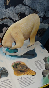 ANIMAUX DE L'EXTRÊME - Nick Denchfield & Anne Sharp - LIVRE EN 3 D - POP-UP