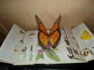 LES PAPILLONS. MUDD Maria M.