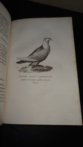 LES PIGEONS DE VOLIÈRE ET DE COLOMBIER OU HISTOIRE NATURELLE ET MONOGRAPHIE DES PIGEONS DOMESTIQUES