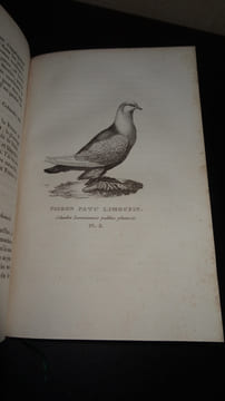 LES PIGEONS DE VOLIÈRE ET DE COLOMBIER OU HISTOIRE NATURELLE ET MONOGRAPHIE DES PIGEONS DOMESTIQUES. BOITARD & CORBIÉ