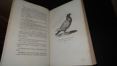 LES PIGEONS DE VOLIÈRE ET DE COLOMBIER OU HISTOIRE NATURELLE ET MONOGRAPHIE DES PIGEONS DOMESTIQUES. BOITARD & CORBIÉ
