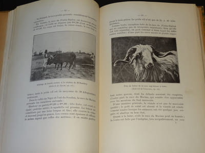 L'EXPLOITATION DU BÉTAIL COLONIAL
