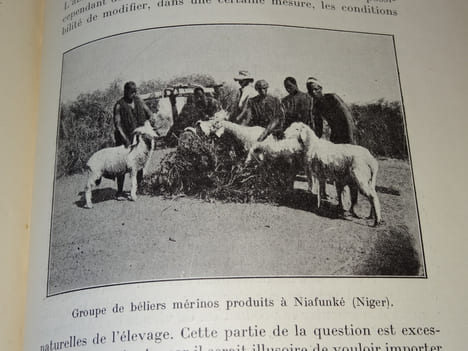 L'EXPLOITATION DU BÉTAIL COLONIAL. D'HUBERT A.