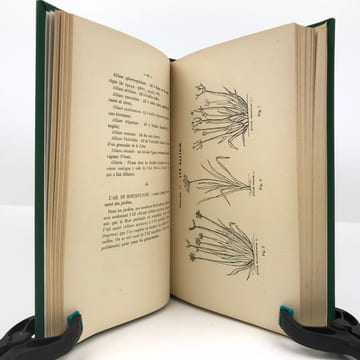Sur les Allium : les Aulx. Histoire, Légende & Littérature. Phytologie, thérapeutique & Pharmacologie. Les Hyarates de Carbone des Allium. ...