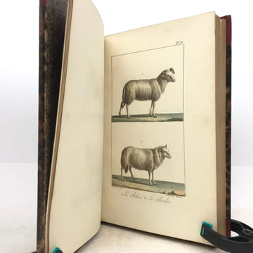 Œuvres complètes de Buffon, avec les descriptions anatomiques de Daubenton, son collaborateur. . LECLERC DE BUFFON (Georges-Louis)  