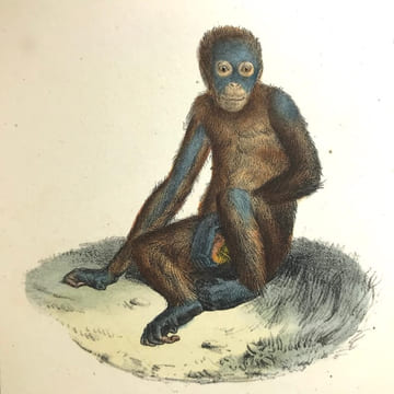 Œuvres complètes de Buffon, avec les descriptions anatomiques de Daubenton, son collaborateur. . LECLERC DE BUFFON (Georges-Louis)  