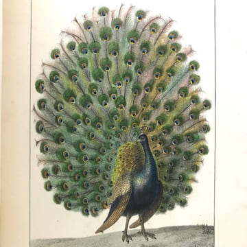 Œuvres complètes de Buffon, avec les descriptions anatomiques de Daubenton, son collaborateur. . LECLERC DE BUFFON (Georges-Louis)  